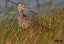 Limosa fedoa